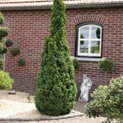 Westerse Levensboom (Thuja Occidentalis 'Degroot Spire') -Tuinplanten Winkel 271600.050c03 2811254