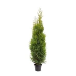 Groene Haagconifeer (Thuja Occidentalis 'King Of Brabant') -Tuinplanten Winkel 273100.150c07 2282710
