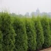 Groene Haagconifeer (Thuja Occidentalis 'King Of Brabant') -Tuinplanten Winkel 273100.150c07 2811289