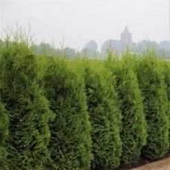 Groene Haagconifeer (Thuja Occidentalis 'King Of Brabant')