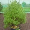 Grove Den (Pinus Sylvestris 'Norwegian') -Tuinplanten Winkel 281pinussylv.norwegian 7