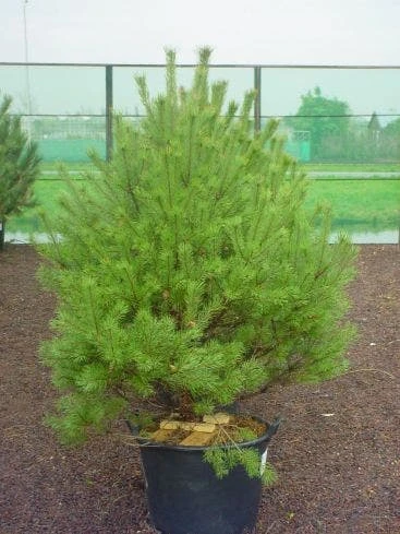 Grove Den (Pinus Sylvestris 'Norwegian') 3 Grove Den (Pinus Sylvestris 'Norwegian')