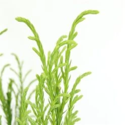 Sikkelden (Cryptomeria Japonica 'Kitayama') 7 Sikkelden (Cryptomeria Japonica 'Kitayama') -Tuinplanten Winkel 2887685 v t5