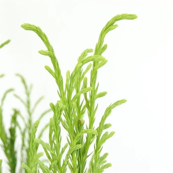 Sikkelden (Cryptomeria Japonica 'Kitayama') 5 Sikkelden (Cryptomeria Japonica 'Kitayama') - Afbeelding 3