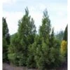 Sikkelden (Cryptomeria Japonica 'Kitayama') -Tuinplanten Winkel 2887689 v t5