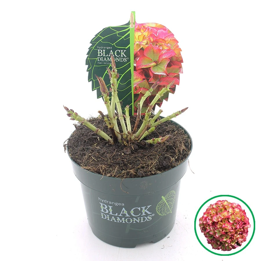 Hortensia (Hydrangea Black Diamonds Red Angel) 4 Hortensia (Hydrangea Black Diamonds Red Angel) - Afbeelding 2