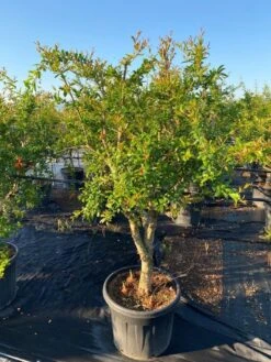 Granaatappel Als Solitair (Punica Granatum) -Tuinplanten Winkel 2abb39e3 174c 4ec1 a229 9f8a81d17e96