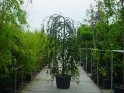 Japanse Treursierkers (Prunus 'Snow Fountain') 12 Japanse Treursierkers (Prunus 'Snow Fountain') -Tuinplanten Winkel 315prunussnowfountain 1