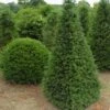 Taxus Als Egyptische Pyramide (Taxus Baccata) 1 Taxus Als Egyptische Pyramide (Taxus Baccata) -Tuinplanten Winkel 347taxusbaccatapir 5