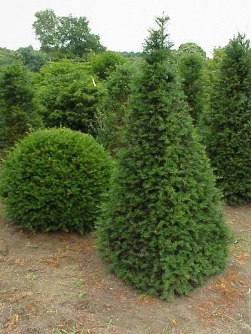 Taxus Als Egyptische Pyramide (Taxus Baccata) 3 Taxus Als Egyptische Pyramide (Taxus Baccata)