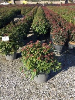Sneeuwbal Als Bolvorm (Viburnum Tinus 'Eve Price') -Tuinplanten Winkel 4050