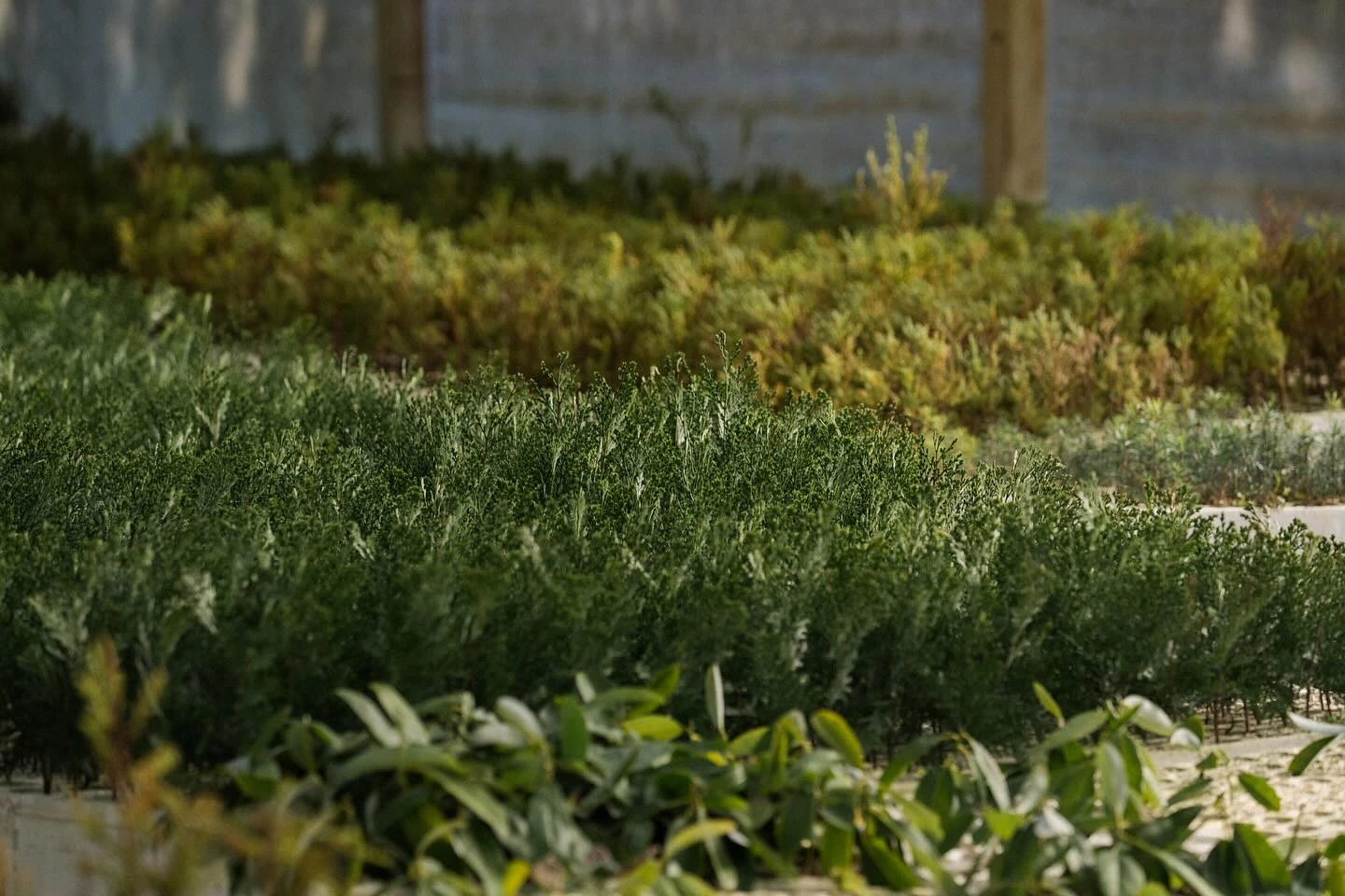 Tuinplanten Winkel -Tuinplanten Winkel 475498010 18372625681191876 4827221138313091092 n