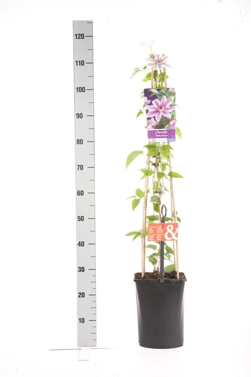 Bosrank (Clematis 'Nelly Moser') 6 Bosrank (Clematis 'Nelly Moser') - Afbeelding 4