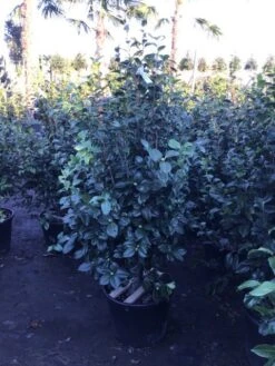 Camelia (Camellia Japonica 'Purity') 5 Camelia (Camellia Japonica 'Purity') -Tuinplanten Winkel 4 3