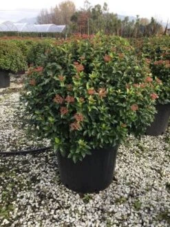 Sneeuwbal Als Bolvorm (Viburnum Tinus 'Eve Price') -Tuinplanten Winkel 6070