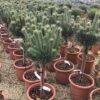 Grove Den Op Stam (Pinus Sylvestris 'Watereri') -Tuinplanten Winkel 6 1
