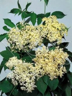 Vlier (Sambucus Nigra) 9 Vlier (Sambucus Nigra) -Tuinplanten Winkel 703081 3