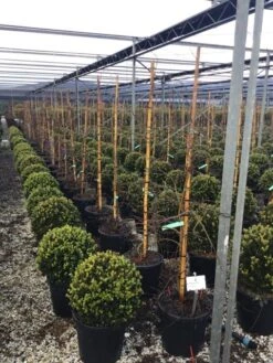 Japanse Esdoorn (Acer Palmatum 'Viridis') -Tuinplanten Winkel 7 2