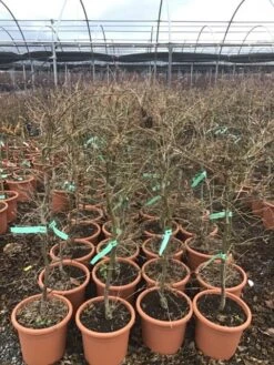 Japanse Esdoorn (Acer Palmatum 'Viridis') -Tuinplanten Winkel 8 1