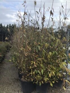 Winterzoet (Chimonanthus Praecox) -Tuinplanten Winkel 9