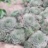 Huislook (Sempervivum 'Feldmaier') 2 Huislook (Sempervivum 'Feldmaier') -Tuinplanten Winkel 9001773 1