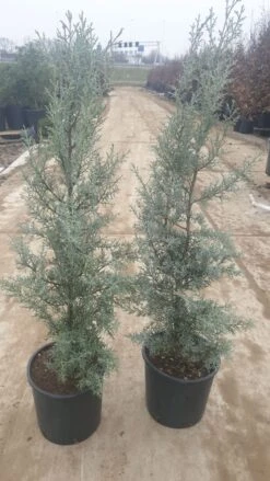Cipres (Cupressus Arizonica 'Glauca') -Tuinplanten Winkel 94d98ecf eeaf 4488 bd36 6b6bea13f39a