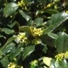 Amerikaanse Hulst Als Bol (Ilex 'Nellie R Stevens') -Tuinplanten Winkel 9784ed14 8f33 4c9d 9594 cb0687c69165