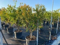 Granaatappel Als Solitair (Punica Granatum) -Tuinplanten Winkel 9f2e2d79 4476 41bd a214 0070b1656e3a