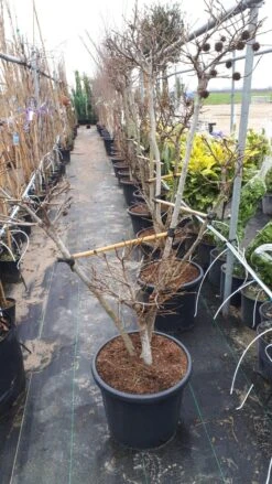 Amberboom Als Bonsai (Liquidambar 'Gum Ball') -Tuinplanten Winkel a9f66edb 2a17 4955 8825 7e675b1be802