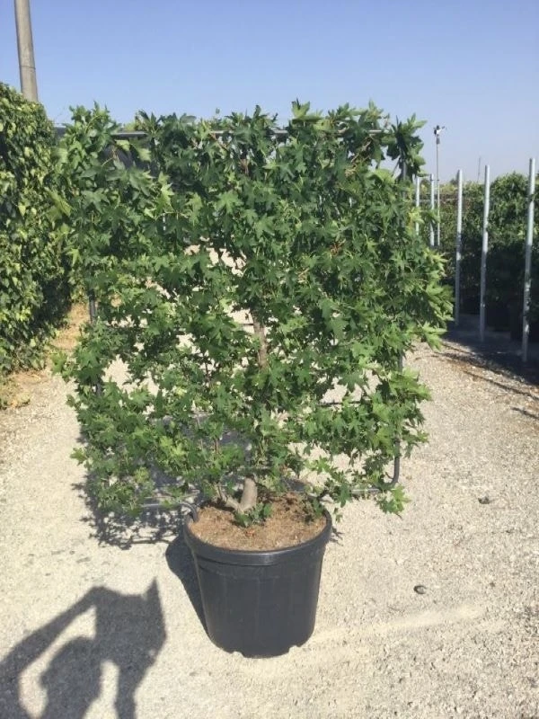 Amberboom Als Leivorm (Liquidambar Styraciflua) 4 Amberboom Als Leivorm (Liquidambar Styraciflua) - Afbeelding 2