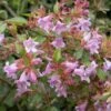 Abelia (Abelia Grandiflora 'Edward Goucher') -Tuinplanten Winkel abelia edward goucher