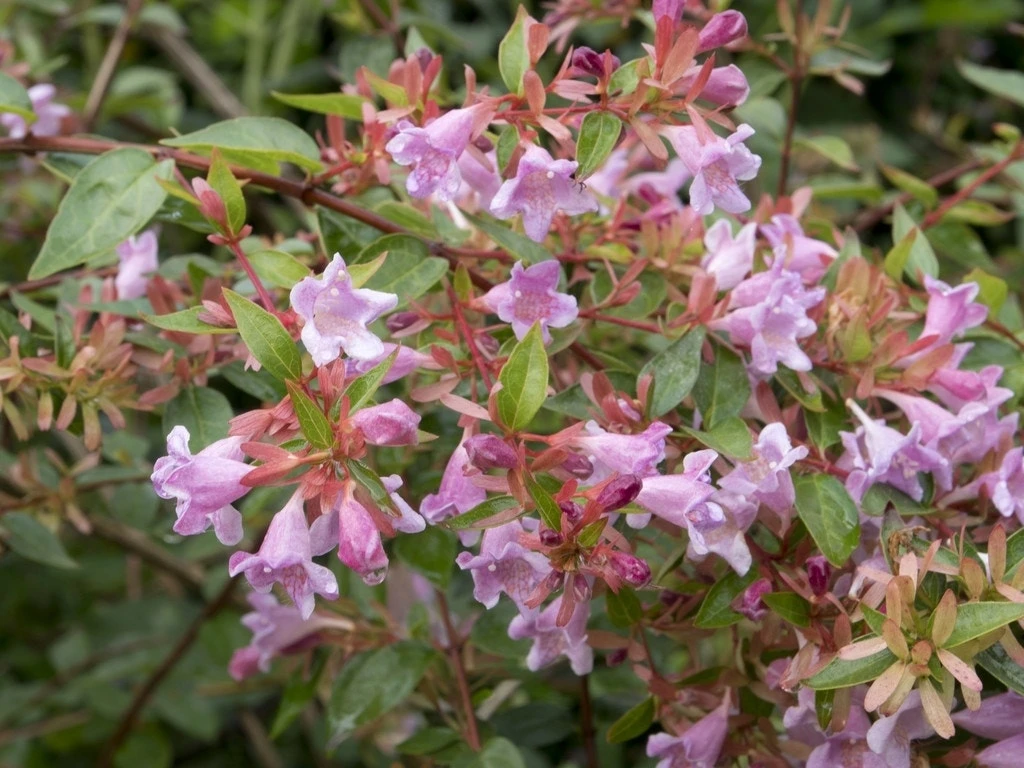 Abelia (Abelia Grandiflora 'Edward Goucher') 3 Abelia (Abelia Grandiflora 'Edward Goucher')