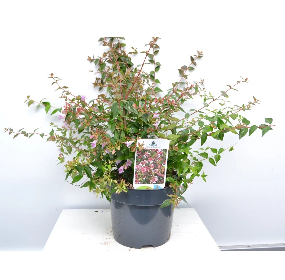 Abelia (Abelia Grandiflora 'Edward Goucher') 5 Abelia (Abelia Grandiflora 'Edward Goucher') - Afbeelding 3