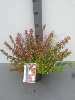 Abelia (Abelia Grandiflora 'Sherwood') -Tuinplanten Winkel abelia grandiflora sherwood