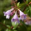 Abelia (Abelia 'Pinky Bells') -Tuinplanten Winkel abelia longituba bumblebee