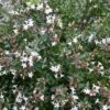 Abelia (Abelia Grandiflora 'Sherwood') -Tuinplanten Winkel abelia x grandiflora sherwood