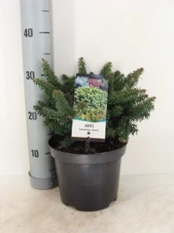 Dwerg Balsemden (Abies Balsamea 'Nana') -Tuinplanten Winkel abies balsamea nana c3 m