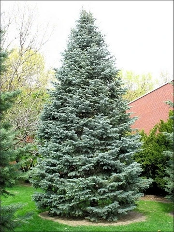 Colorado Zilverspar (Abies Concolor) 3 Colorado Zilverspar (Abies Concolor)
