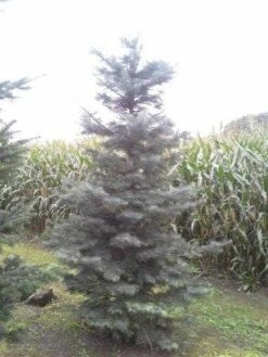 Colorado Zilverspar (Abies Concolor) 15 Colorado Zilverspar (Abies Concolor) -Tuinplanten Winkel abies concolor 300 350