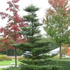 Koreaanse Zilverspar (Abies Koreana) -Tuinplanten Winkel abies koreana 1