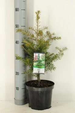 Koreaanse Zilverspar (Abies Koreana) -Tuinplanten Winkel abies koreana c3 m