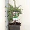 Koreaanse Zilverspar (Abies Koreana) 1 Koreaanse Zilverspar (Abies Koreana) -Tuinplanten Winkel abies koreana c5 m