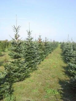 Koreaanse Zilverspar (Abies Koreana) -Tuinplanten Winkel abies koreana diverse