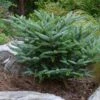 Koreaanse Zilverspar (Abies Koreana 'Silberlocke') -Tuinplanten Winkel abies koreana silberlocke