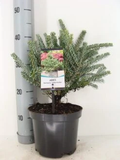 Koreaanse Zilverspar (Abies Koreana 'Silberlocke') -Tuinplanten Winkel abies koreana silberlocke c3 m 2