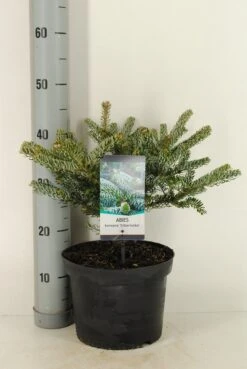 Koreaanse Zilverspar (Abies Koreana 'Silberlocke') -Tuinplanten Winkel abies koreana silberlocke c5 m 2