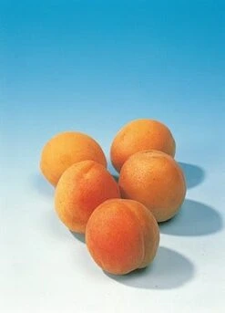 Abrikozenboom (Prunus Armeniaca 'Hongaarse') -Tuinplanten Winkel abrikoos 1