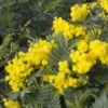 Mimosa (Acacia Dealbata) -Tuinplanten Winkel acacia dealbata