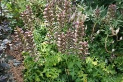Stekelige Bereklauw (Acanthus Hungaricus) -Tuinplanten Winkel acanthus hungaricus