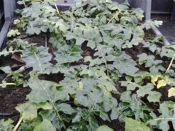 Stekelige Bereklauw (Acanthus Hungaricus) -Tuinplanten Winkel acanthus hungaricus 1